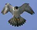 Сапсан фото (Falco peregrinus) - изображение №743 onbird.ru.<br>Источник: blog.audubonguides.com
